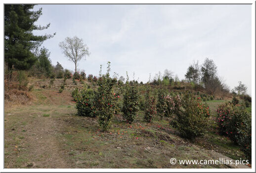 We climb to see the mother-plants.