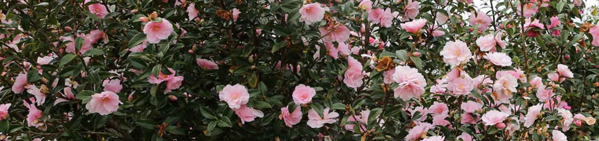 Camellia Donation