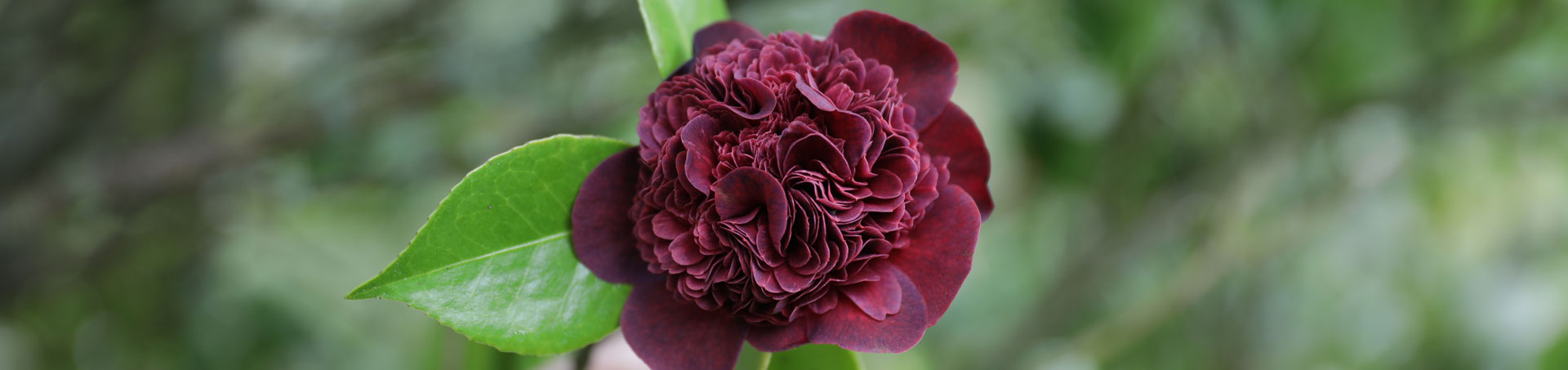 © camellias.pics