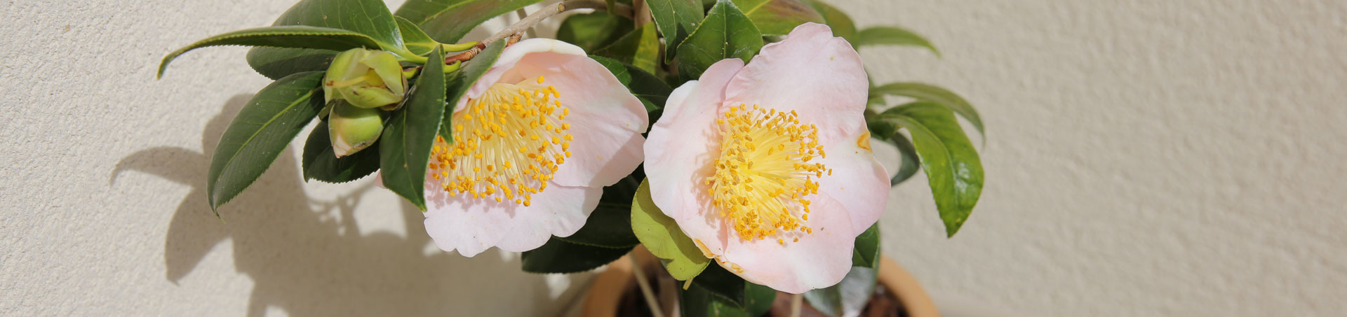 © camellias.pics