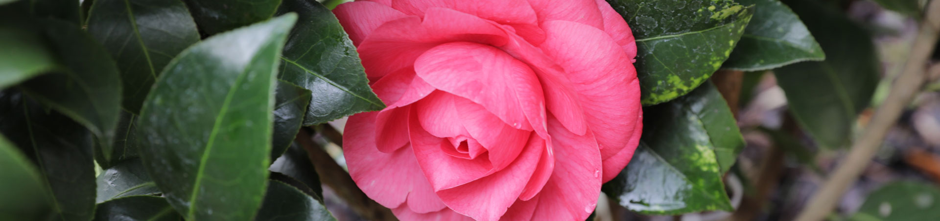 © camellias.pics