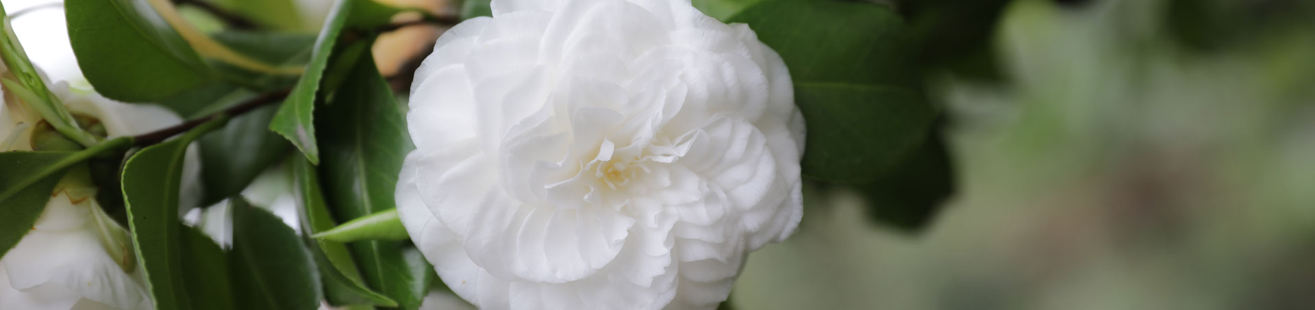 © camellias.pics