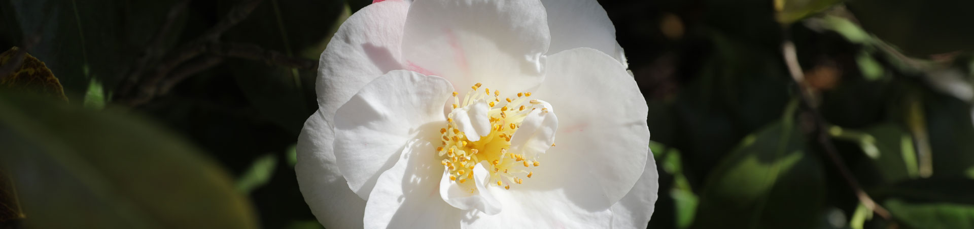 © camellias.pics