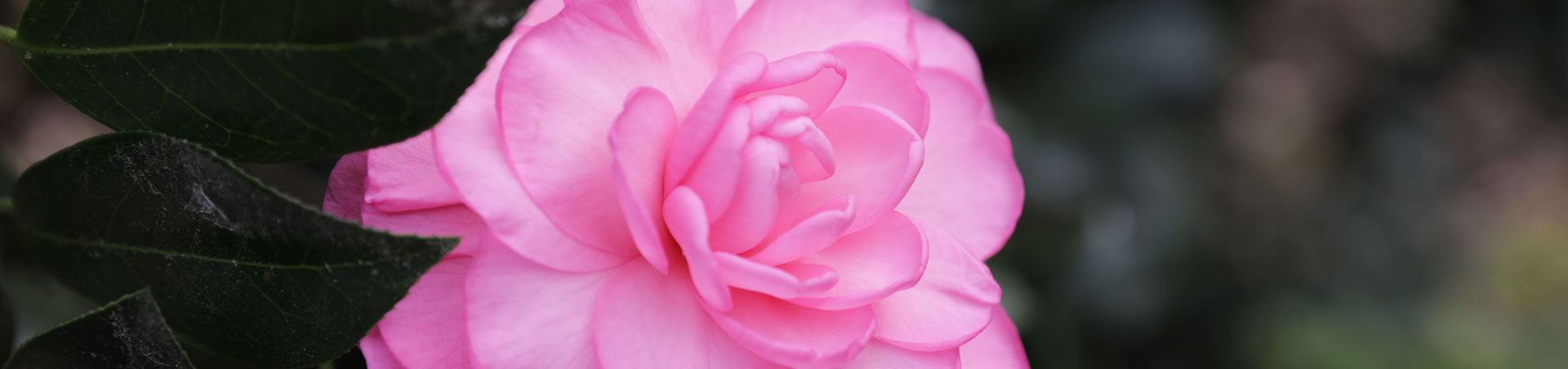 © camellias.pics