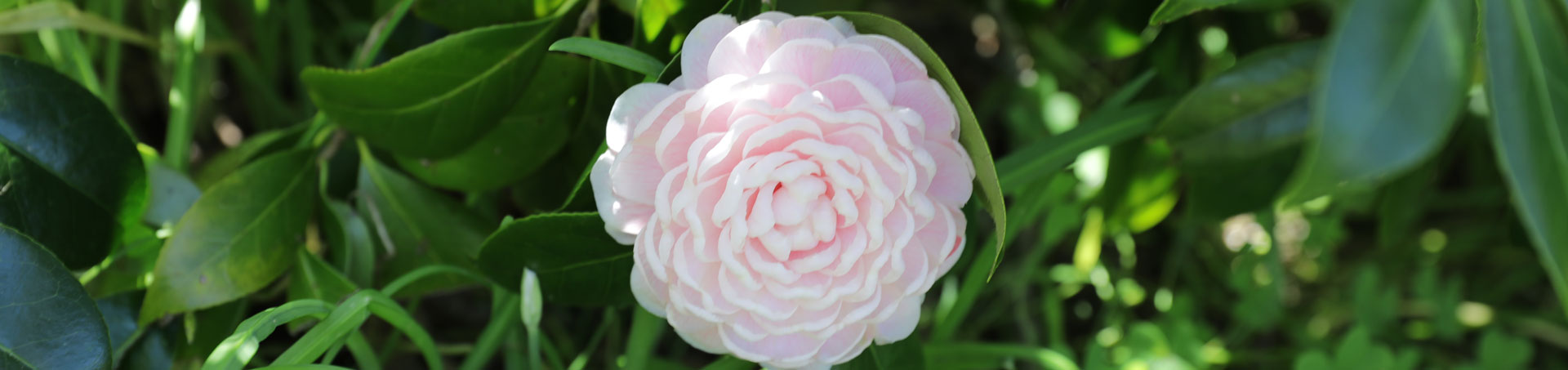 © camellias.pics