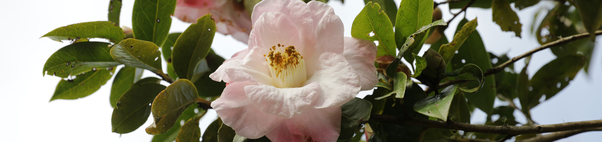 © camellias.pics