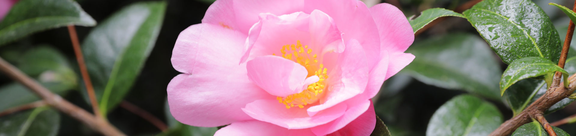 © camellias.pics