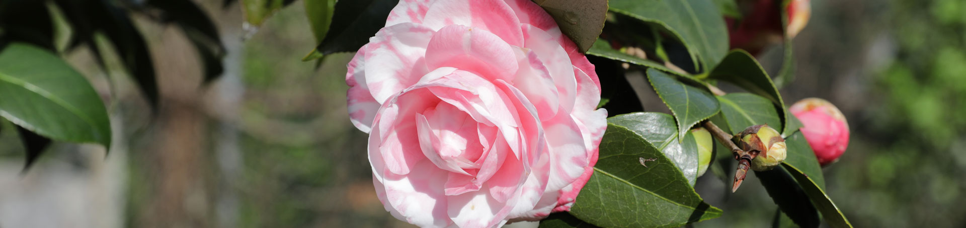 © camellias.pics