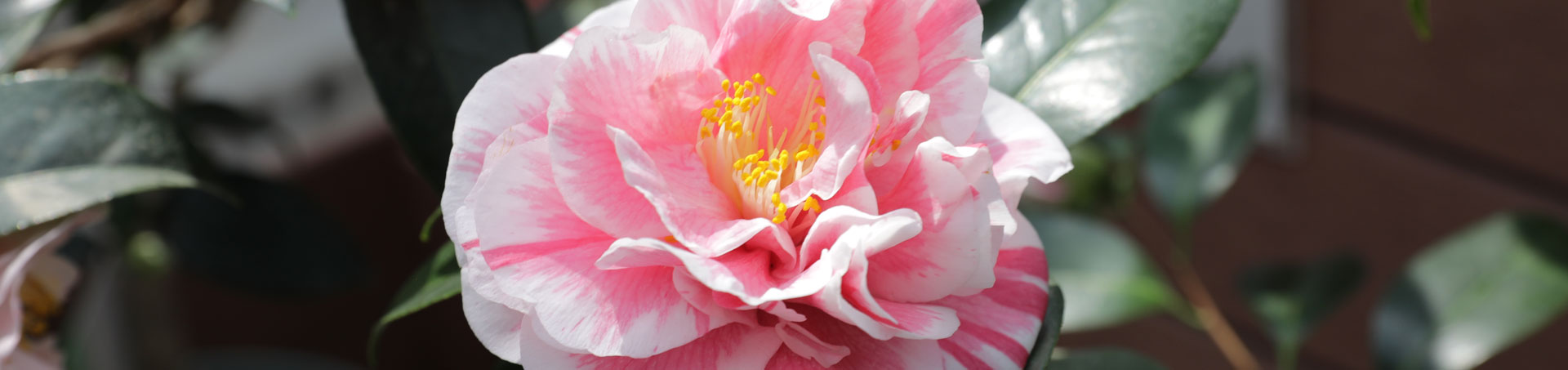 © camellias.pics