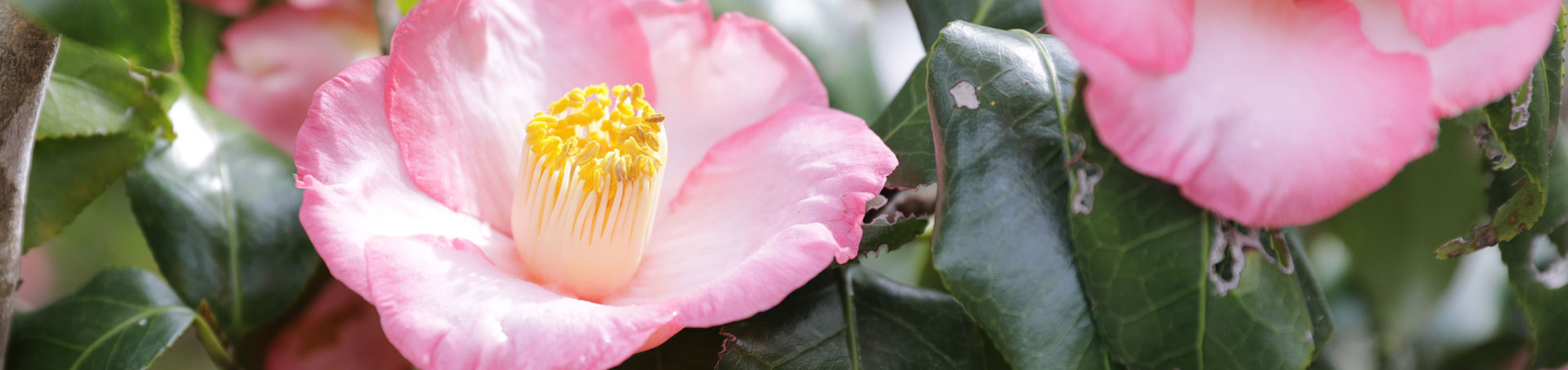 © camellias.pics