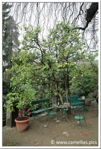 Ci-dessus, le plus ancien plant de 'Vergine di Collebeato', juste à côté de la maison.