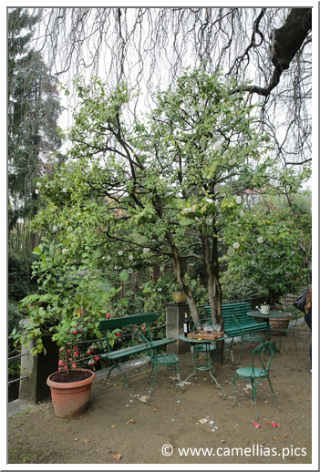On the right, the oldest cultivar of 'Vergine di Collebeato', right next to the house. On the right, the oldest cultivar of 'Vergine di Collebeato', right next to the house.