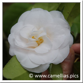 'Nicoletta Manusardi' a recent camellia raised by the Villa Anelli