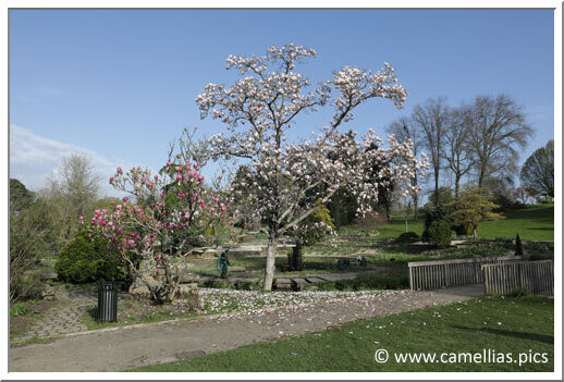 Un des magnifiques Magnolias de la collection nationale