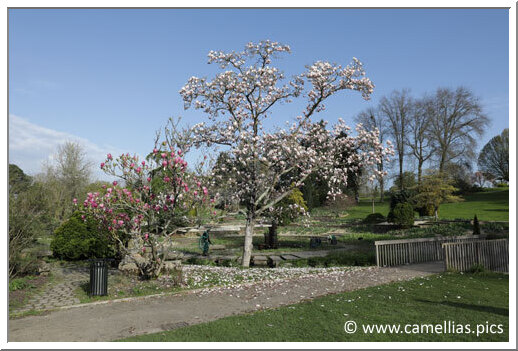 One of the magnificent Magnolias of the national collection One of the magnificent Magnolias of the national collection