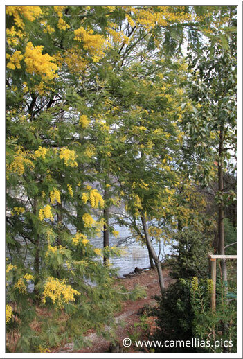 Le Mimosa est particulièrement vigoureux.