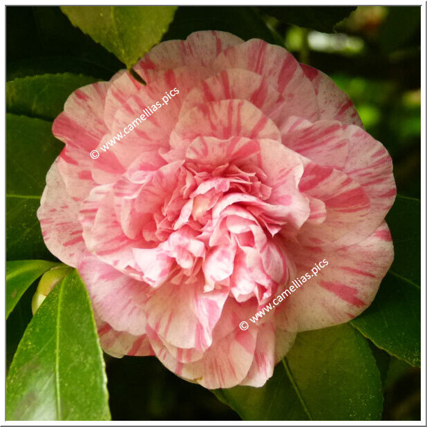 Visit - Domaine de Carheil | Camellias.pics