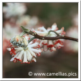 Edgeworthia payrifera (chrysantha)