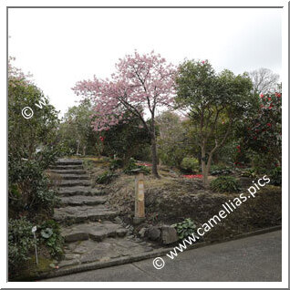Tsubaki-hana Garden (Izu-Ôshima)