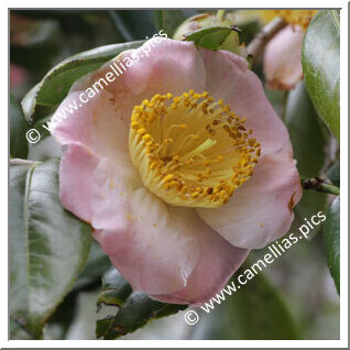 'Yoshino'