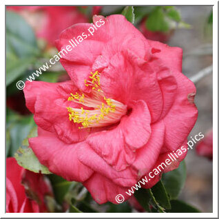 'Iroribi'