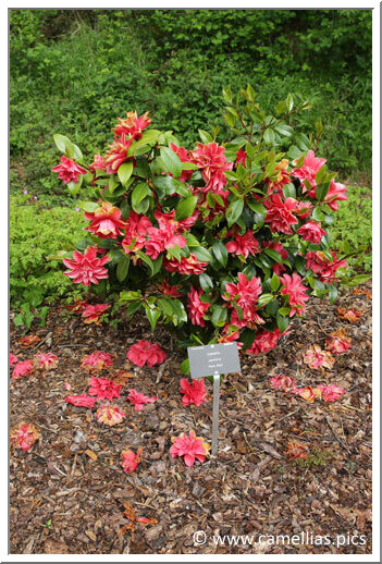 'Mark Alan' un des camellias récemment plantés.