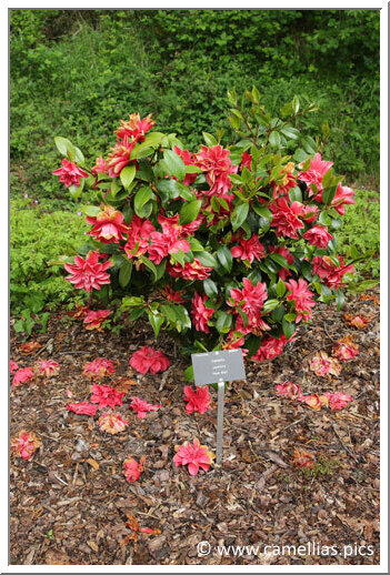 'Mark Alan' one of the recently planted camellia.