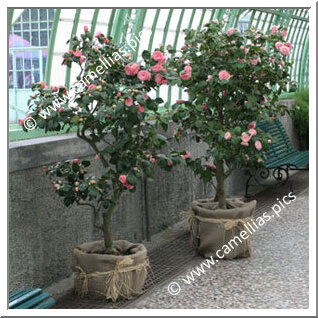 Royal greenhouses of Laeken (Brussels)