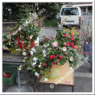 A small market where merchants sell branches of camellias.