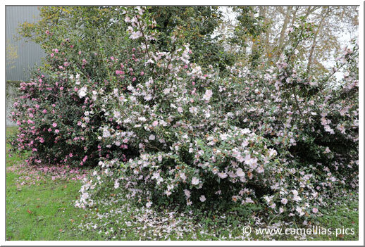 'Pink Lassie'