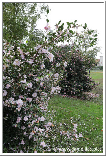 'Pink Lassie', the plant