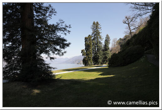 The large tree that stands out in the center of the photo is a Pinus devoniana, a Mexican Fir.