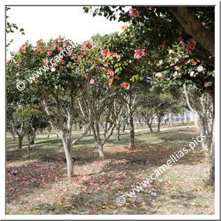 Camellia Garden of Tokyo Metropolitan High School (Izu-Ôshima)