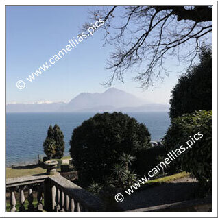 Villa Pallavicino (Stresa)