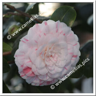 The oldest camellia of the collection, to authenticate.