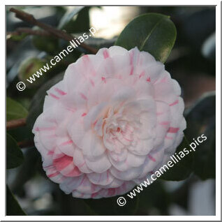 Le plus vieux camellia de la collection, à authentifier.