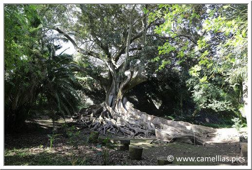 Un Ficus Macrophylla, remarquable par sa taille.