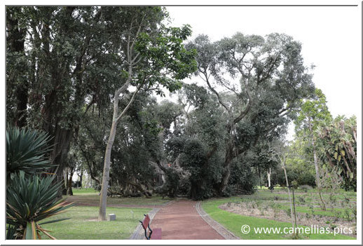 Ci-dessus, en arrière plan, voici un seul et même arbre !