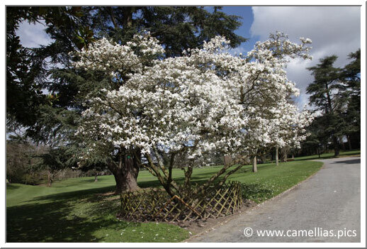 Un magnifique Magnolia Un magnifique Magnolia