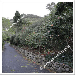 Whangarei Quarry Gardens (Whangarei)